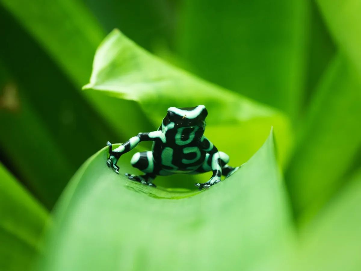 A green-and-black poison dart frog perched on a bright green leaf